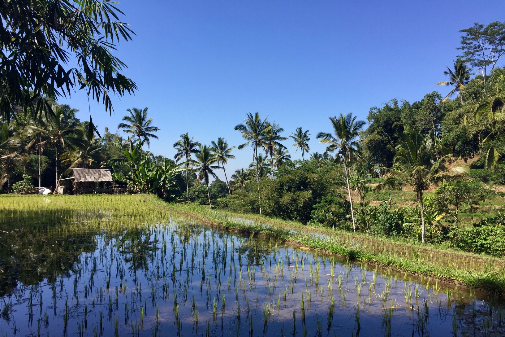 ubud, rijstvelden