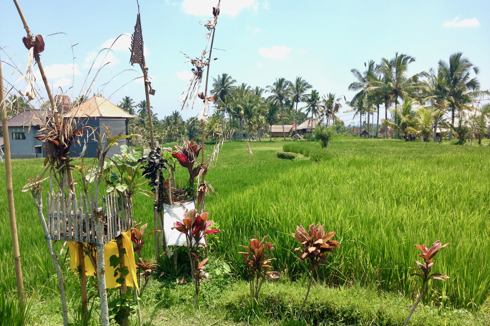 ubud, rijstveld wandeling