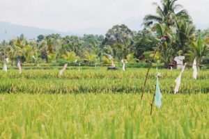 Mountainbike, jatiluwih, retreat