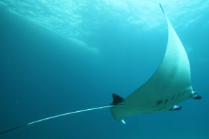 duiken met manga's op nusa lembongan