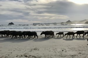 lombok, strand