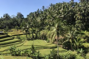 tegallalang rijstvelden ubud