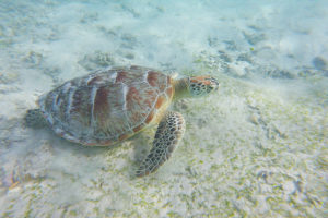 Schilpad Gili Trawangan